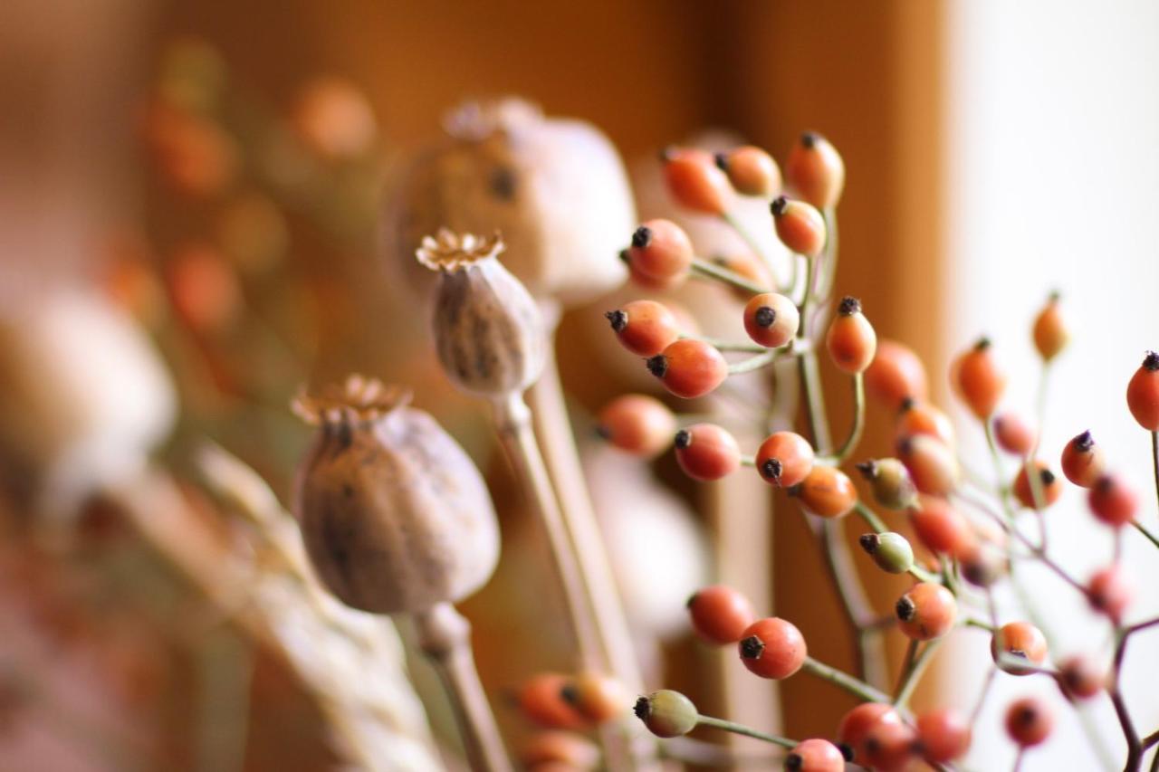Wognum Wijngaard Saalhof Bed & Breakfast エクステリア 写真